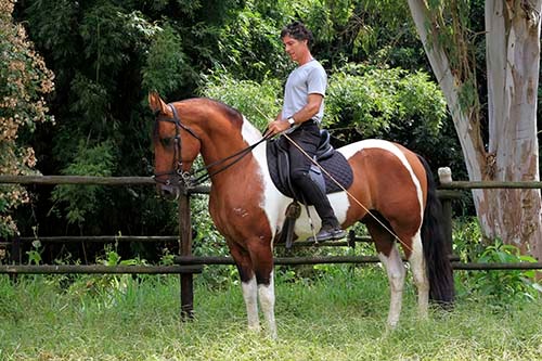 Paulo Guilhon montado — A Escola Chamada Cavalo